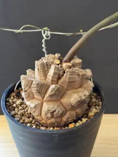 【訳あり】亀甲竜 長谷川産 実生8〜9年 管理4年 長谷川園芸産】亀甲竜 Dioscorea elephantipes No.7 | mana'
