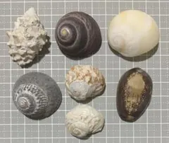【2】天然ヤドカリハウス 貝殻セット 7個入り