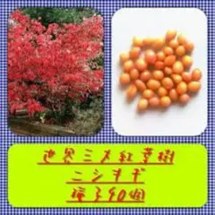 【送料無料】ニシキギ種子40個