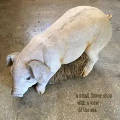リアルな子豚ちゃん　オブジェ 樹脂