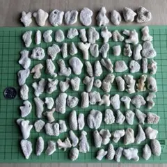 ハンドメイドに！サンゴのカケラ100個 ホワイトコーラル③