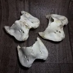 シカ 背骨 鹿 骨格標本 首の骨