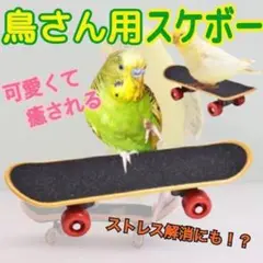 大人気 バードトイ スケボー スケートボード 鳥 インコ おもちゃ