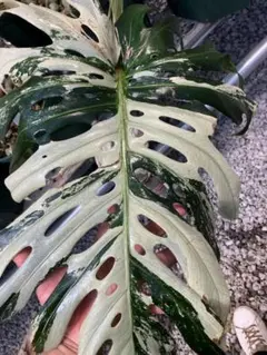 ホワイトティアーズ？美しい白斑の葉が開き続けるモンステラ