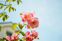 Item thumbnail for item 164ba4f6-eac1-4108-b9be-6fc2e4a5546c