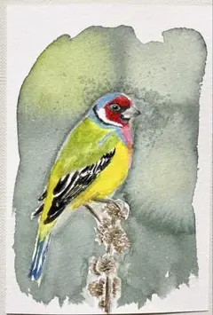 水彩画 鳥(コキンチョウ)