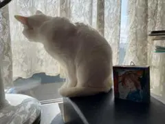 題名「黒猫との日々」