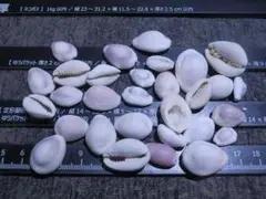 貝殻たち　２