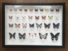 蝶の標本ペーパークラフトA3サイズ完成品