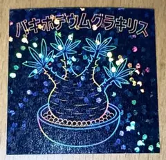M まとめて発送可能　パキポディウムグラキリス　シークレットタイプ