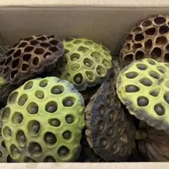 蓮の実　ドライフラワー８０サイズ　入るだけ