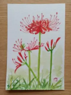 彼岸花 水彩画 はがきサイズ