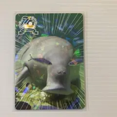 鳥羽水族館　コレクションカード　セレナ