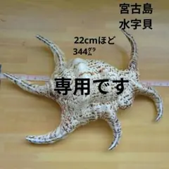 ぞー。断捨離中☆さま　宮古島　水字貝　貝殻　22cm　344㌘ 魔除けや火難除け