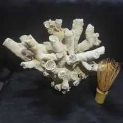 Item thumbnail for item 3b8acc57-a354-4bcc-ba89-f43e45135a03