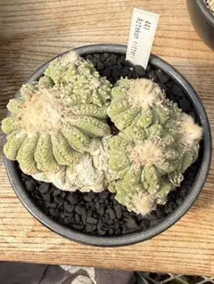 ふ*た様 ◆オークション　花籠　発根済　サボテン　多肉植物 Yahoo!オークション -「サボテン花籠」(花、園芸) の落札相場