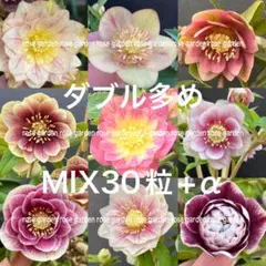 クリスマスローズ　sd小輪筒型ダークネクタリー (ムルチ交配)　　大木ナーセリー クリスマスローズ sd小輪筒型ダークネクタリー (ムルチ交配