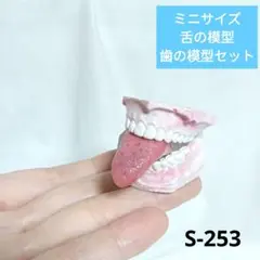 （S-253）ミニサイズの舌と歯の模型