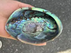 美品アワビ貝ニュージーランド産 貝殻