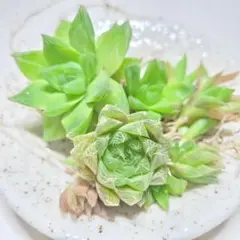 ハオルシア 2種類 根付