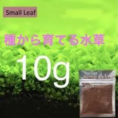 アクアリウム 水草の種 小さい葉 10g