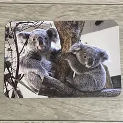 ［非売品］多摩動物公園 コアラ ポストカード