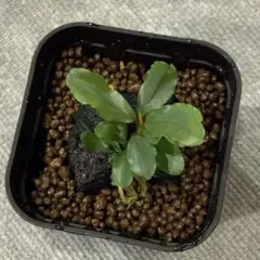 2025年最新】bucephalandra 彩雲の人気アイテム - メルカリ