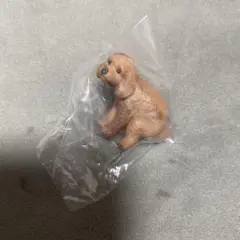 ふんばりーぬ　トイプードル　ガチャガチャ