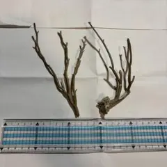 深海植物8-16
