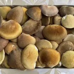 ①天然ムキタケ 1キロ以上 むきたけ ムキダケ むきだけ キノコ きのこ 茸