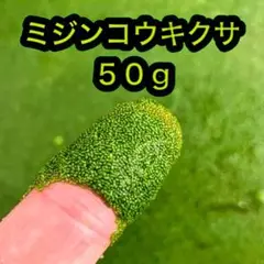 50g ミジンコウキクサ 仁丹藻 浮草 水草03