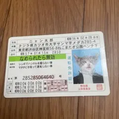 希少　非売品　なめ猫免許証