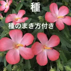 アベルモスクス 花の種40粒以上
