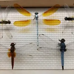 昆虫標本 トンボの仲間