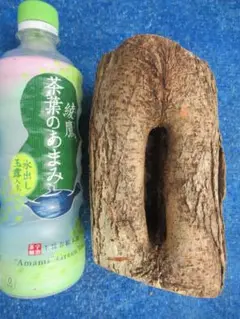 天然 樹洞 クワリウム 登り木 3穴貫通 №97