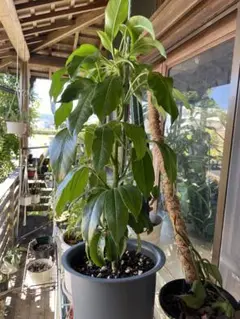 大型　希少　シェフレラ　マルコ　曲がり仕立て　10号　バルーン陶器鉢　植え込み 大型 希少 シェフレラ マルコ 曲がり仕立て 10号 バルーン陶器鉢