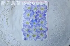 押し花　千鳥草15枚
