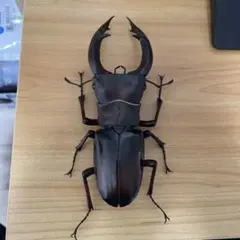 いきもの大図鑑アドバンス マンディブラリスフタマタクワガタ(赤褐色)
