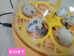 うずら　有精卵　10個 ハンドメイド用 8/12日まで