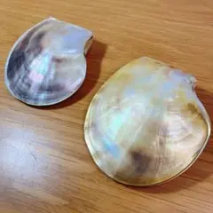 白蝶貝 4枚　真珠貝殻　Fuji
