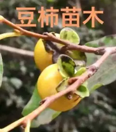 希少　レンブ大苗木　1株 希少 レンブ大苗木 極太 1株