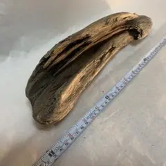 Item thumbnail for item f107b835-0cab-49d4-8023-f210f322961f