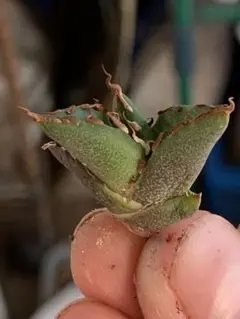 アガベ チタノタ ハデス