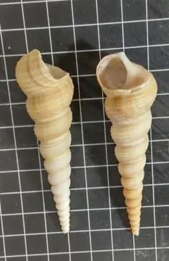 貝殻