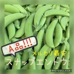 指宿産 スナップエンドウ ‼️本日発送‼️