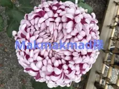 Makmakmad様