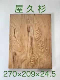 屋久杉　銘木 64
