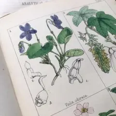 1867年!超希少 手彩色 英国ヴィクトリア時代の植物図鑑 アンティーク