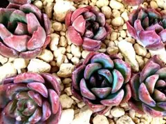 カット苗 ソクヨンhyb Echeveria 韓国苗 多肉植物