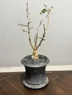 姫野翔太　天•金彩　L 抽選品　作家鉢 鉢】姫野 翔太 陶作 陶器鉢 飴釉 大鉢 多肉植物 塊根植物